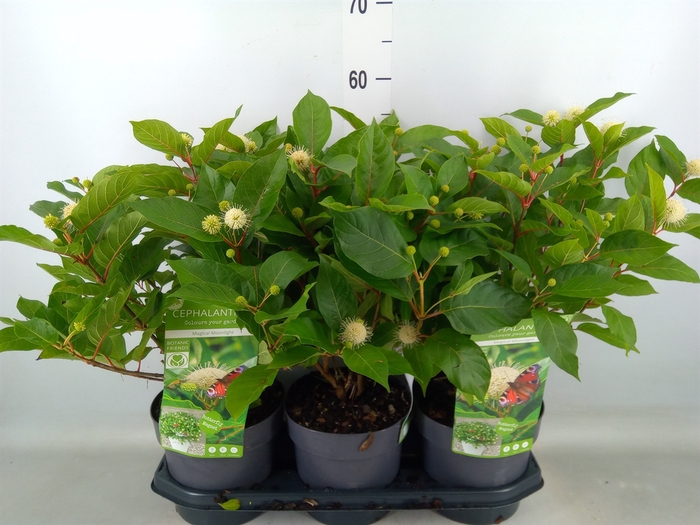 <h4>Cephalanthus occ.</h4>