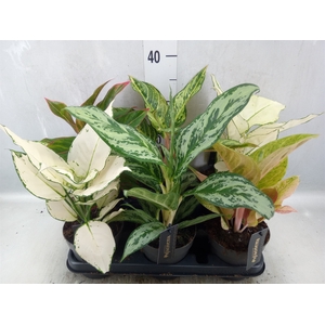 Aglaonema   ...