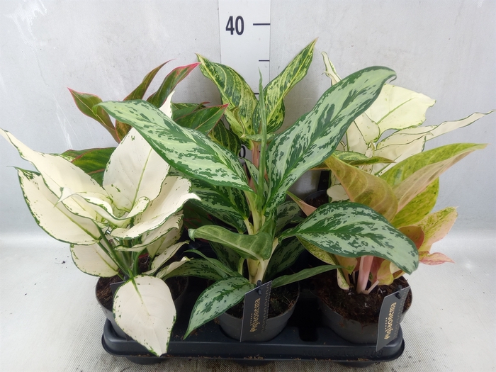 <h4>Aglaonema   ...</h4>