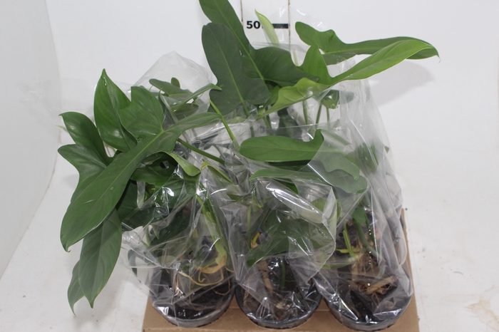 <h4>PHILODENDRON PANDURIFORME P15</h4>