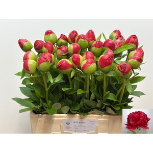 PAEO COM PERFORMANCE