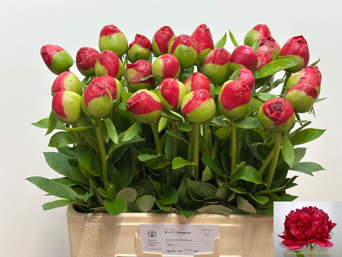 <h4>PAEO COM PERFORMANCE</h4>