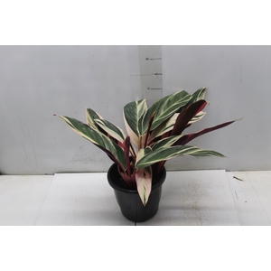 CALATHEA TRIALSTAR P17