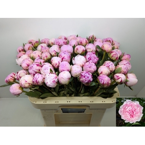 PAEO L SARA BERNHARD