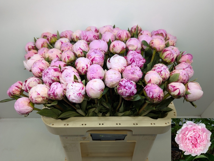 <h4>PAEO L SARA BERNHARD</h4>