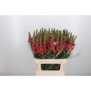 Antirrhinum Po D. Orange