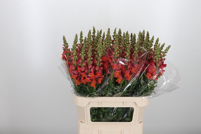 <h4>Antirrhinum Po D. Orange</h4>