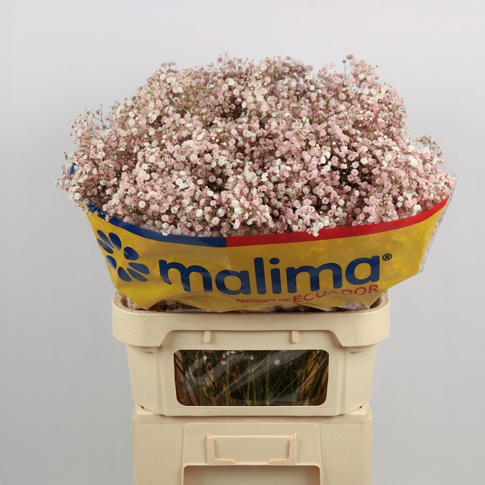 <h4>Gyps Klb Wedding Pink Malima</h4>
