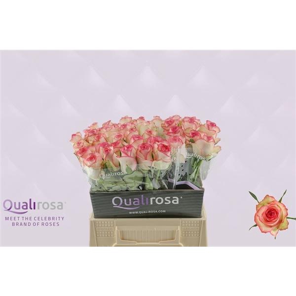 <h4>R Gr Jumilia</h4>