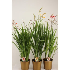 Crocosmia mix