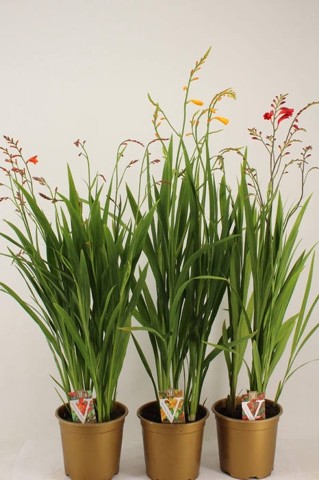 <h4>Crocosmia mix</h4>