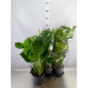 Monstera delic.