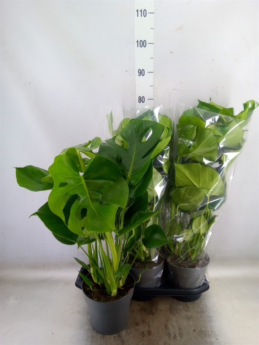 <h4>Monstera delic.</h4>