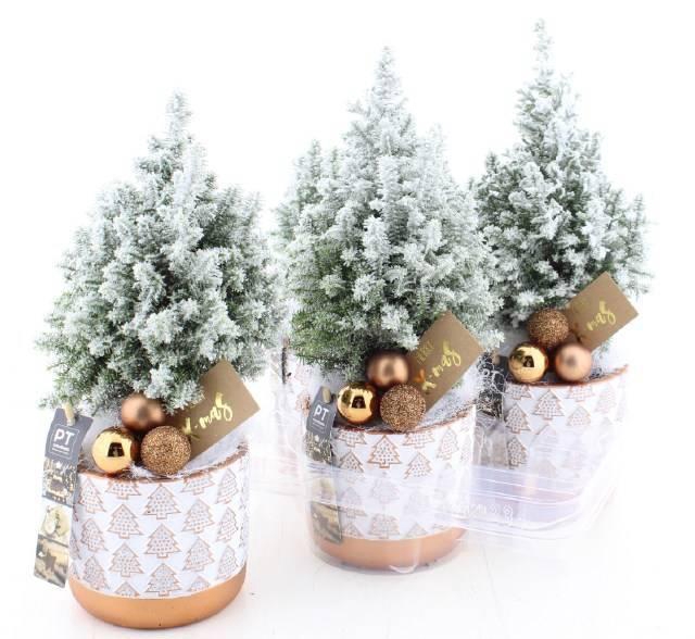 <h4>CHAM TH TOP POINT</h4>