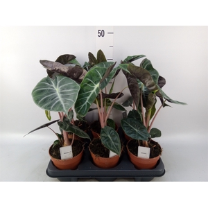 Alocasia   ...