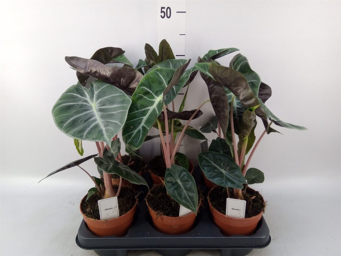 <h4>Alocasia   ...</h4>