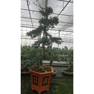 Carmona macrophylla, pot 43 cm., height 150 cm. (single item)