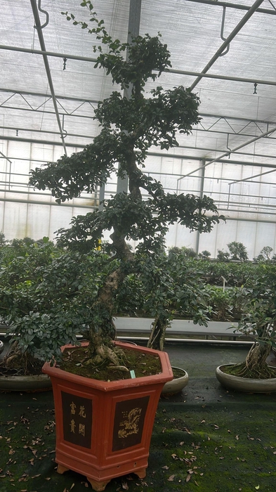 <h4>Carmona macrophylla, pot 43 cm., height 150 cm. (single item)</h4>