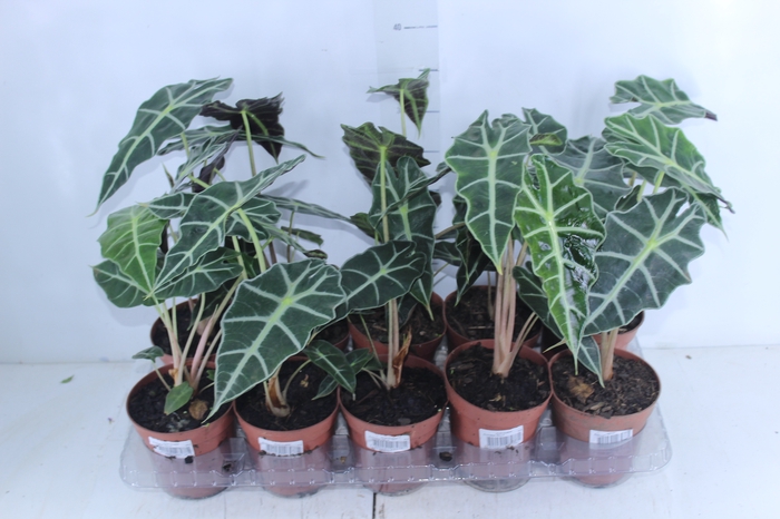 <h4>ALOCASIA POLLY P12</h4>