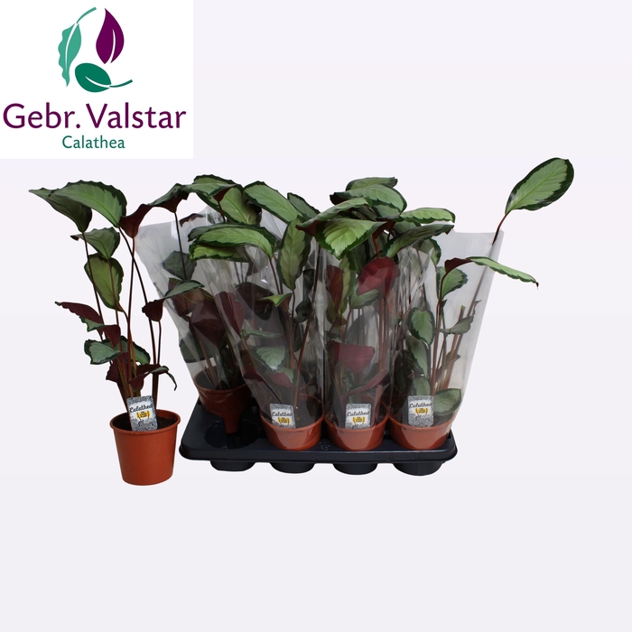 <h4>CALAT PICT ARGENTEA</h4>