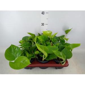 Epipremnum pinn. 'Global Green'