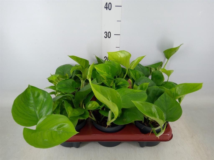 <h4>Epipremnum pinn. 'Global Green'</h4>