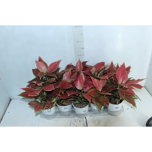 AGLAONEMA CHERRY BABY P12