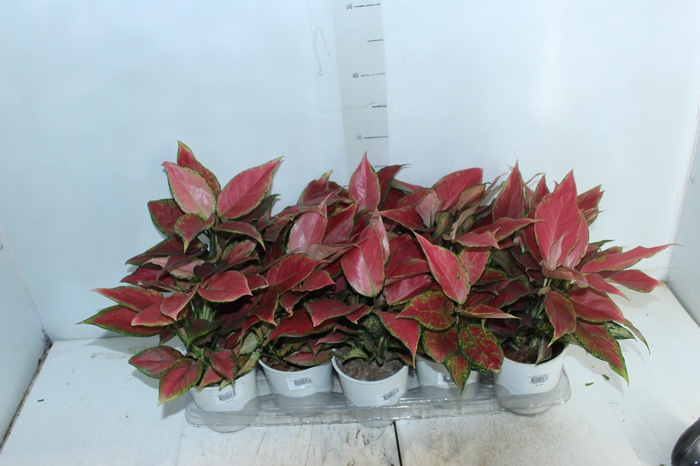 <h4>AGLAONEMA CHERRY BABY P12</h4>