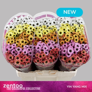CHR S MIX YIN YANG