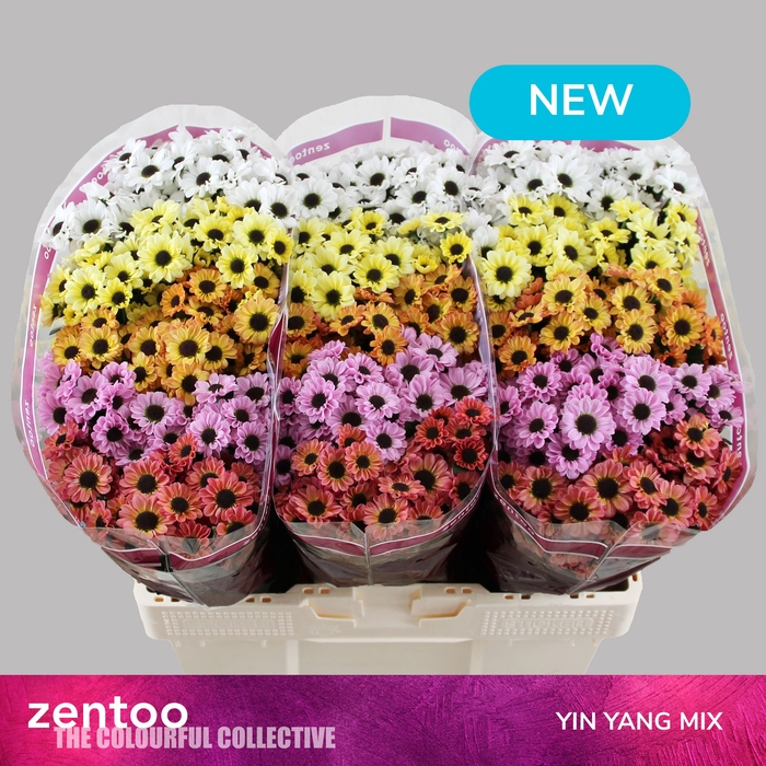 <h4>CHR S MIX YIN YANG</h4>