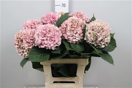 <h4>Hydr Cl M My Vienna</h4>