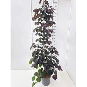 Cercis canadensis