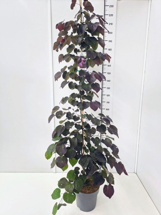 <h4>Cercis canadensis</h4>