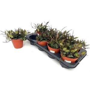 HOYA KR BLACK LEAVES