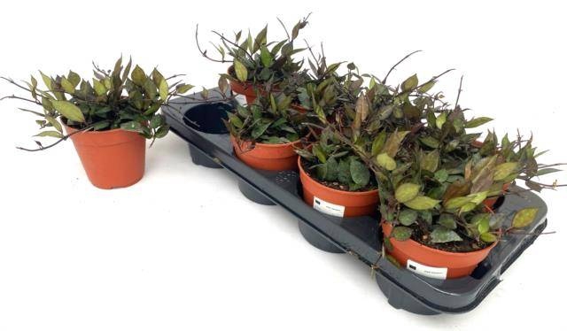 <h4>HOYA KR BLACK LEAVES</h4>