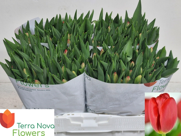 <h4>TU EN RESCUE</h4>