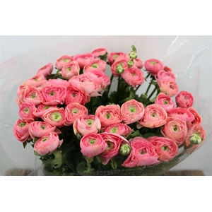 Ran Cloni Sup Venere