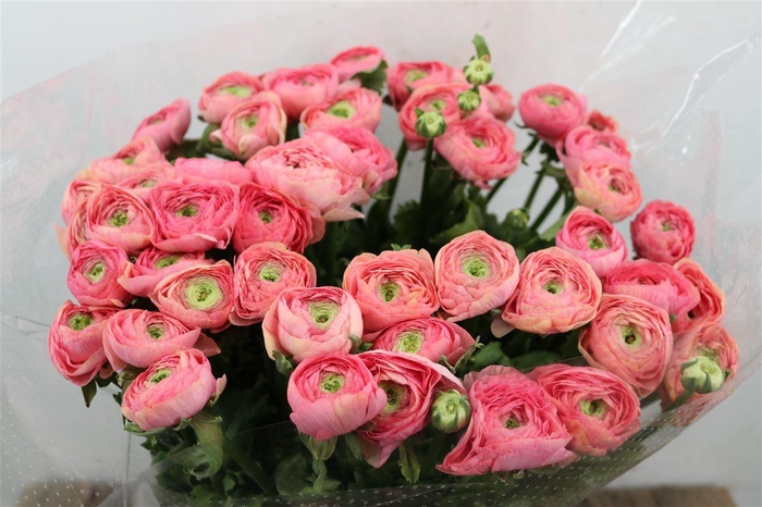 <h4>Ran Cloni Sup Venere</h4>