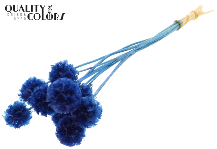 Scabiosa Preserved 10pc/bunch Bleached Blauw