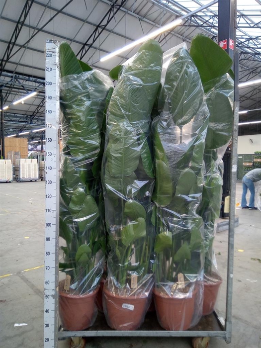 <h4>Strelitzia nicolai</h4>