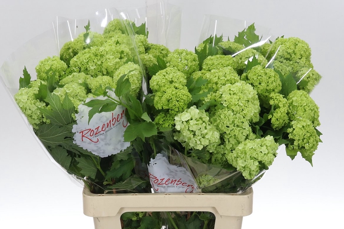 <h4>Viburnum Roseum St 60 2+</h4>