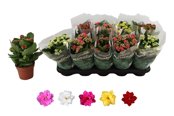 <h4>KAL GE RO GEM 5 KL</h4>