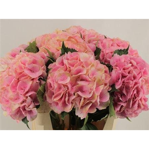 Hydr M Royal Love 80cm-22