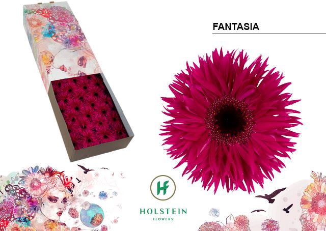 <h4>Gerbera Fantasia</h4>