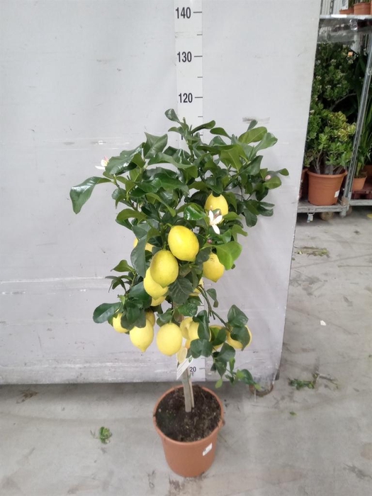 <h4>Citrus   ...</h4>