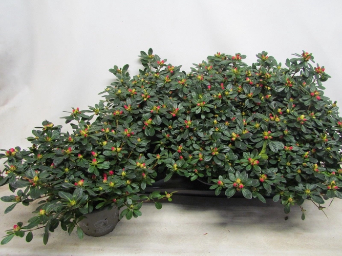 <h4>RHODO SI FR SCHERRE</h4>