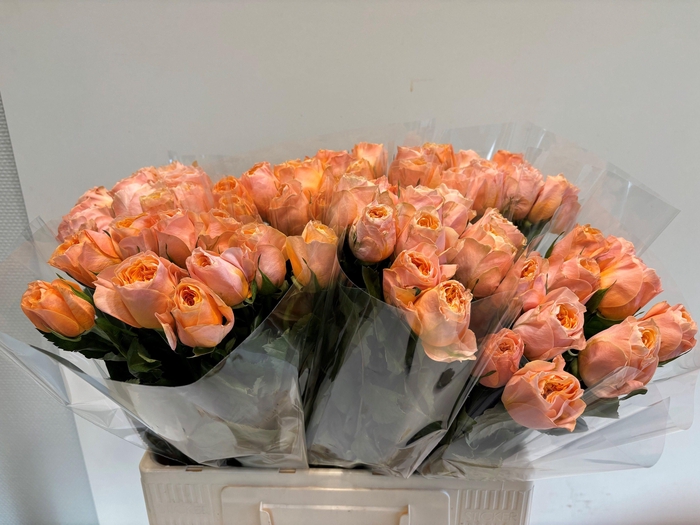 <h4>R GR IMAGINE+</h4>