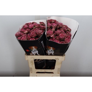 R Tr Wx Flaming Classic Pink Xl