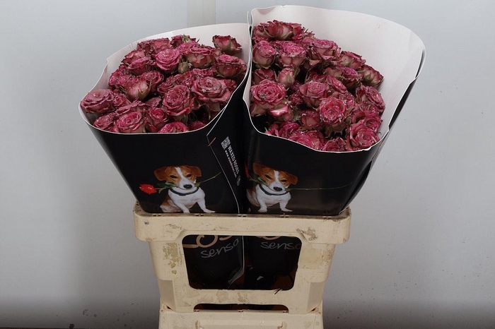 <h4>Wax-Rozen Wax Wit Zilver glitter</h4>