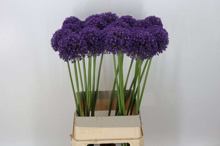 <h4>Allium Ambassador</h4>